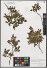 Foto von Salix myrtilloides L.
